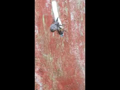 شاهد عنكبوت يصطاد فريسة غريبة جدًا