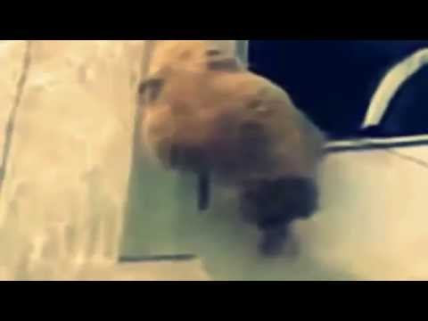 خروف يحاول الهروب من شرفة منزل فيعلق بأسلاك الكهرباء