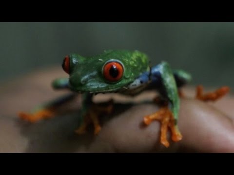 ضفادع وجدت مأوى لها في نيكاراغوا