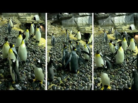 بطاريق تلعب بـفقاقيع الصابون