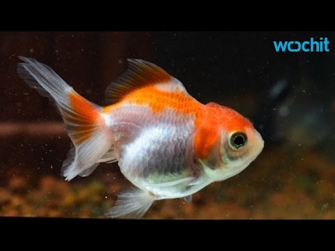 أسترالية تنفق مئات الدولارات لإنقاذ سمكة غولد فيش