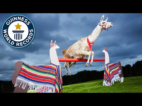حيوان اللاما يحصل على لقب صاحب أعلى قفزة في العالم