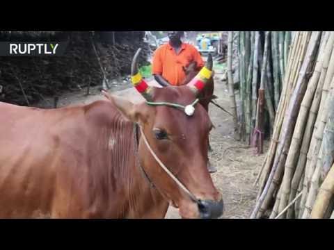 وضع شرائط على قرون الأبقار لحمايتهامن الحوادث في الهند