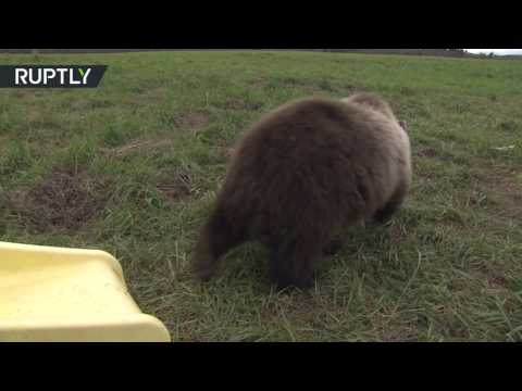 دُبّ صغير يعشق الطائرات ويحب التحليق