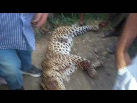 شاهد نمر جبلي يقتل طفلة في العيّاط