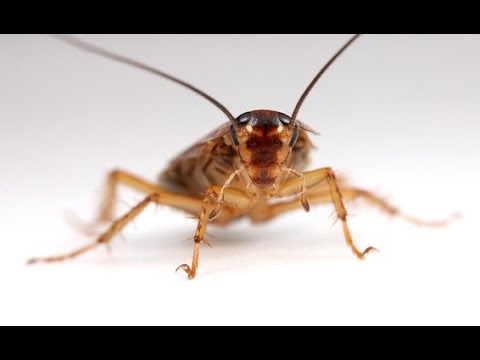 بالفيديو  هذا ما سيحصل حال اختفاء الصراصير تماما عن وجه الأرض