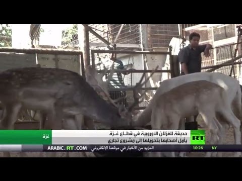 حديقة للغزلان في قطاع غزة