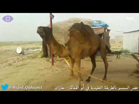 استخراج زيت السمسم بالطريقة التقليدية في جازان