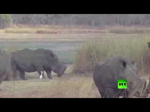 إطار سيارة يمنع وحيد قرن  من الأكل والشرب