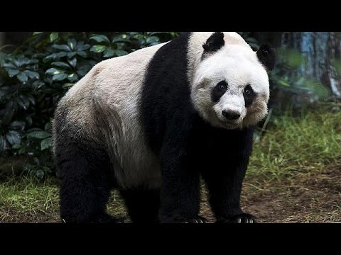 وفاة أكبر باندا معمرة في العالم