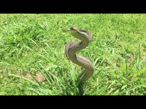 الثعبان البني يتمتع بمهارات من نوع خاص