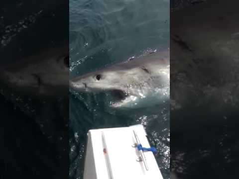 صياد يخيف سمكة قرش ضخمة بالـمقشة