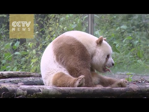 الـباندا البني النادر والوحيد من نوعه في العالم