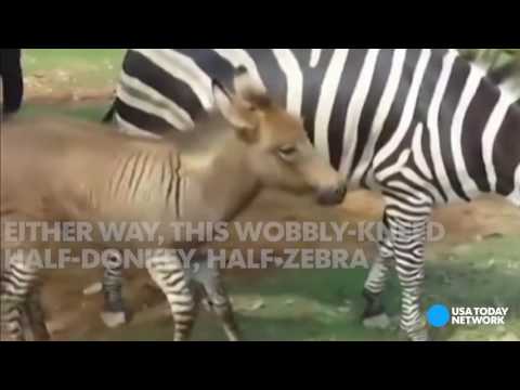 بالفيديو حمار نادر نصفه حصاوي والآخر مخطط في الصين