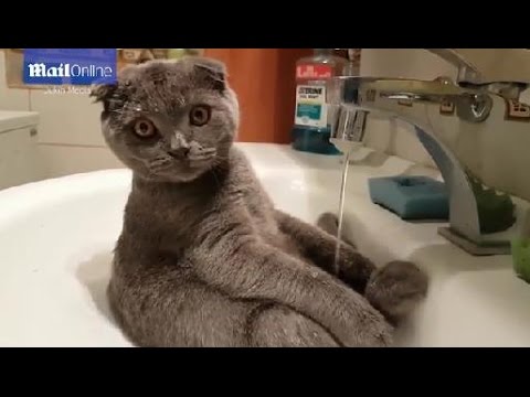 شاهد قط يمنح نفسه حمامًا في حوض مياه