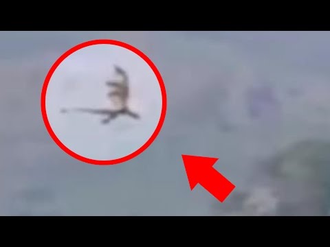 مقطع لديناصور يطير فى سماء آسيا يُحيّر العالم