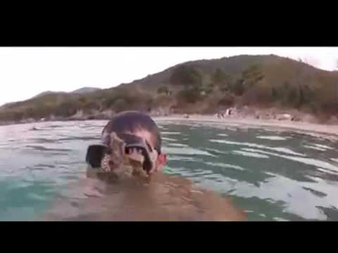 بالفيديو أخطبوط يرفض ترك وجه غواص