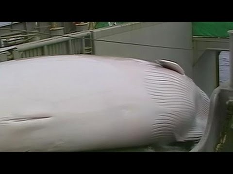 رفع حظر صيد الحيتان يثير جدلًا واسعًا في اليابان