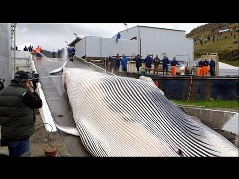 المدافعون عن حماية الحيتان يطالبون برقابة أكبر ويخرجون بنصف خسارة