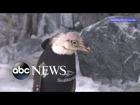 تصميم بدلة خاصة لأنثى على طريق صلعاء