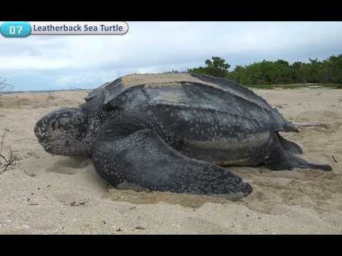 حيوانات على وشك الانقراض