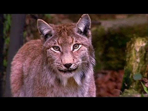 الصندوق العالمي للطبيعة يدق ناقوس الخطر بعد تراجع أعدد الحيوانات بنسبة 60 في المئة