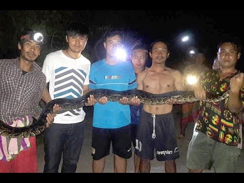 بالفيديو صراع شرس بين 8 رجال وثعبان ضخم للسيطرة عليه