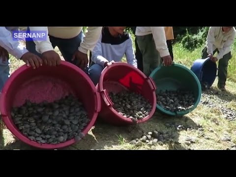 بالفيديو لحظة إطلاق 500 ألف سلحفاة مهددة بالانقراض في نهر الأمازون