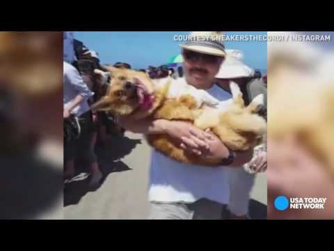 السعادة على طريقة الكلاب