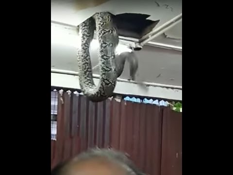 ثعبان عملاق يثير ذعر زبائن مطعم