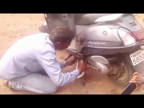 ثعبان يحشر نفسه في دراجة ناريّة