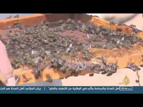 20 ألف نوع من النحل تعيش في مجتمعات منظمة وضخمة