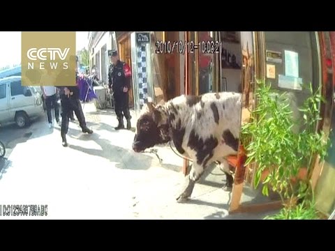 مطاردة بوليسية تنتهي بمقتل ثور