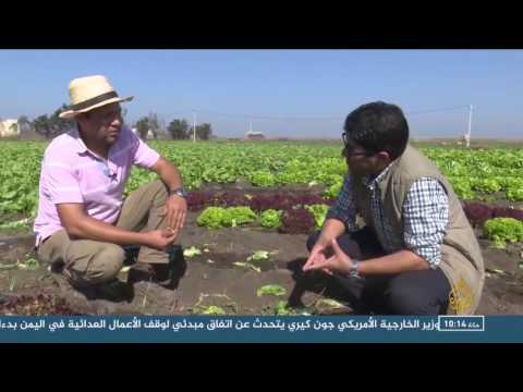 تعرف على فوائد الخس