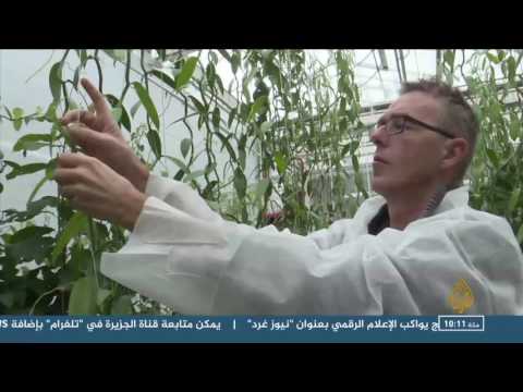 تعرف على الفوائد الصحية والنفسية للزراعة المنزلية