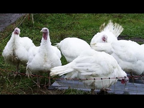 إجراءات كبيرة في فرنسا ضدّ إنفلونزا الطيور