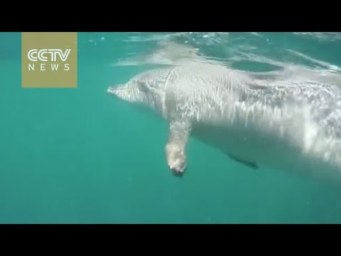 عملية إنقاذ ناجحة لأنثى درفيل حامل في أستراليا