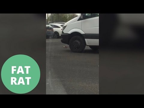 لحظة هروب فأر بقطعة حلوى داخل موقف للسيارات