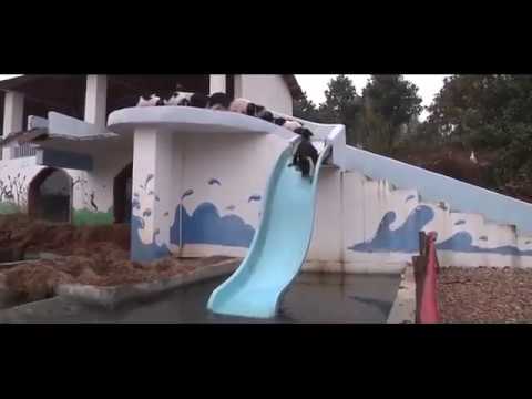 مزارع يعامل الخنازير كالأطفال