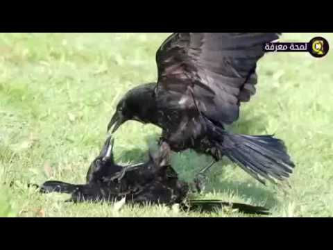 شاهد محاكم الغربان والعقوبات المفروضة على المخالفي