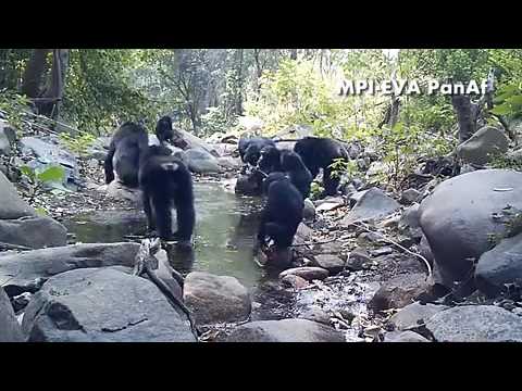 لقطات مذهلة لشمبانزي يصطاد بأغصان الأشجار