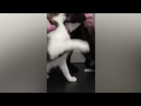 رجل يجبر قطتين على المبارزة