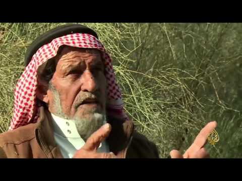 زراعة شجرة البان في منطقة العلا في المدينة المنورة