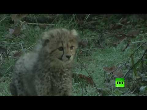 بالفيديو ظهور صغار الفهد أمام الجمهور في حديقة حيوانات هولندية