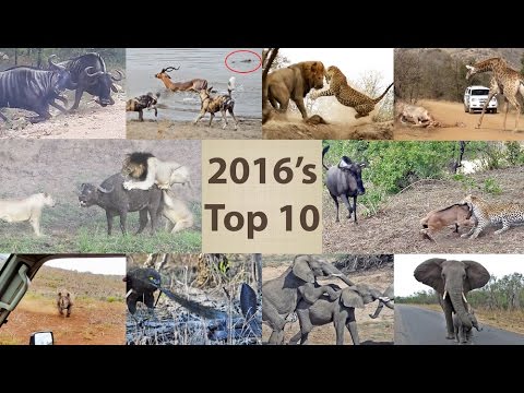 أفضل مشاهد صراع الحيوانات في 2016