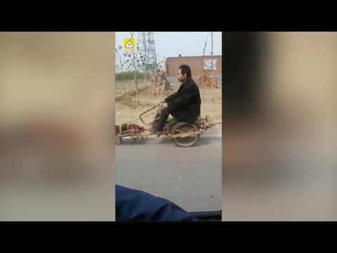 عربة كارو يجرها كلب