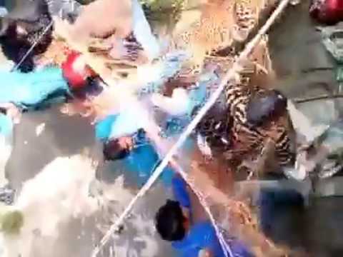 نمر ينجو من البشر