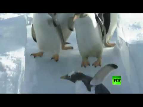 شاهد شاهد ألعاب طيور البطريق بحديقة