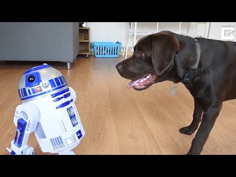 شاهد رد فعل كلب عندما رأى روبوت لأول مرة