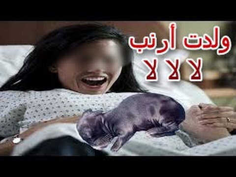 شاهد حقيقة ولادة سيدة مغربية لأرنب